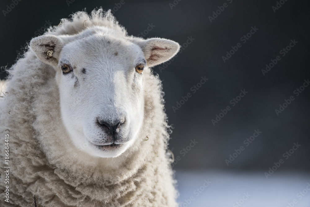 Fototapeta premium sheep