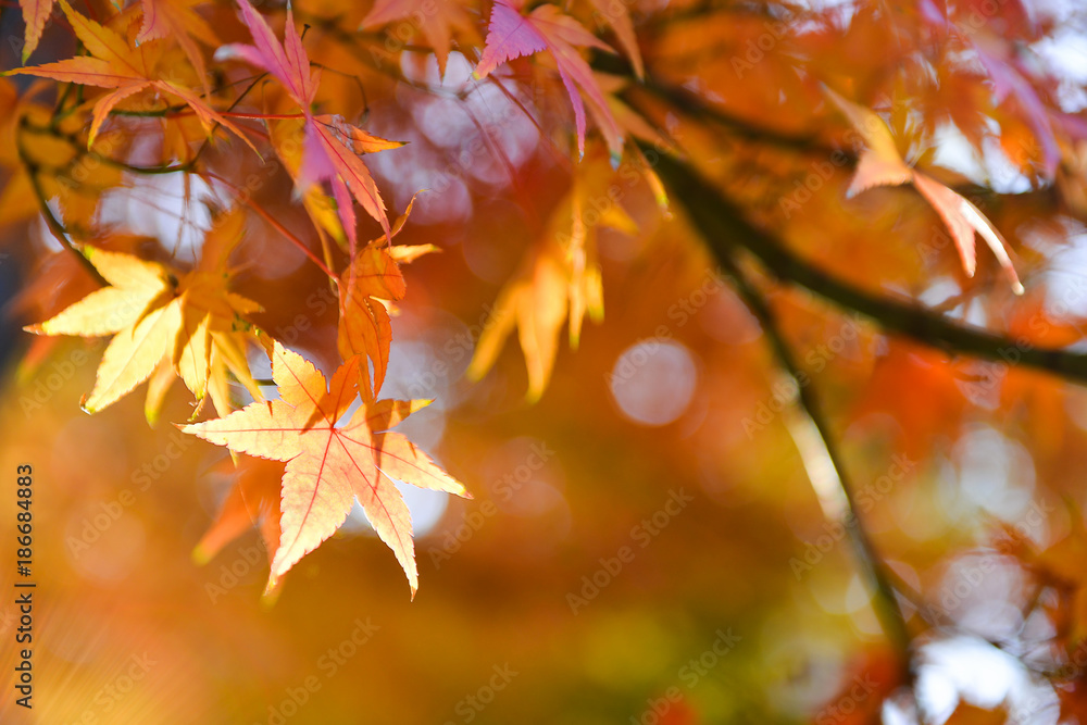 Bright colorful maple leaves on the branch in the autumn season. Bright colorful maple leaves on the branch in the autumn season.