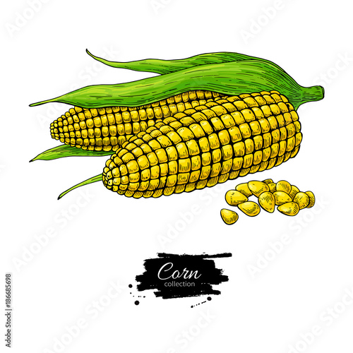 Corn hand drawn vector illustration. Isolated Vegetable