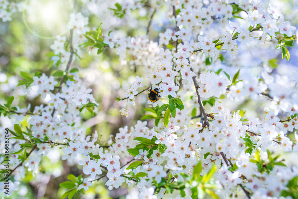 Cherry blossoms with sun in spring