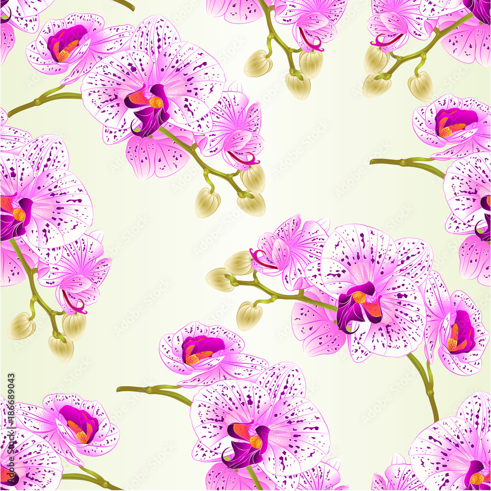Fototapeta Bezszwowe tekstura trzody orchidee kwitną purpurowego i białego Phalaenopsis rośliny tropikalnego rocznika botanicznego ilustracyjnego editable ręka wektorowy remis