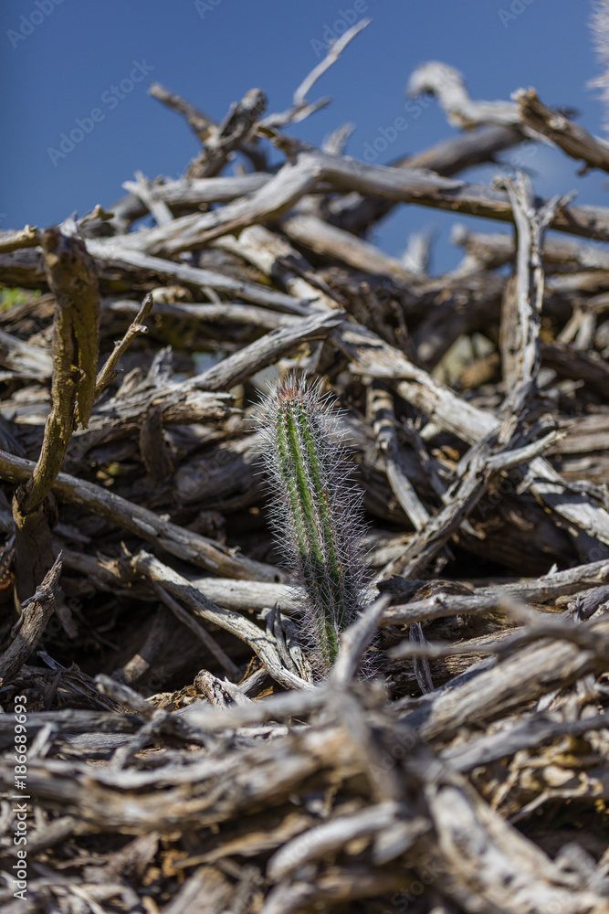 Cactus in a driftwood pile Cactus in a driftwood pile