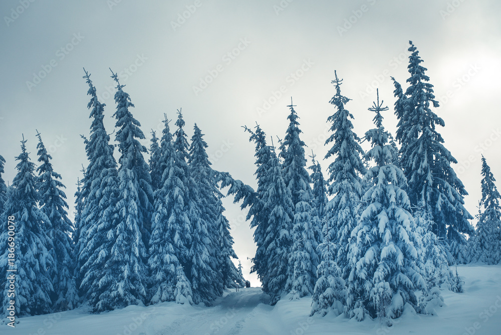 Fir trees covered by fresh powder snow