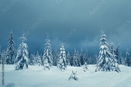 Snow covered pine tree forest after blizzard