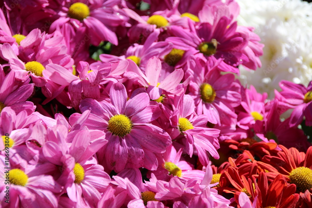 Chrysanthemum Chrysanthemum