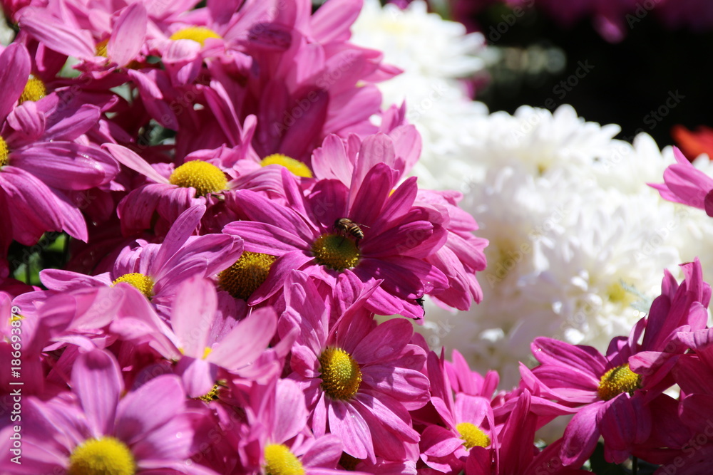 Obraz premium Chrysanthemum