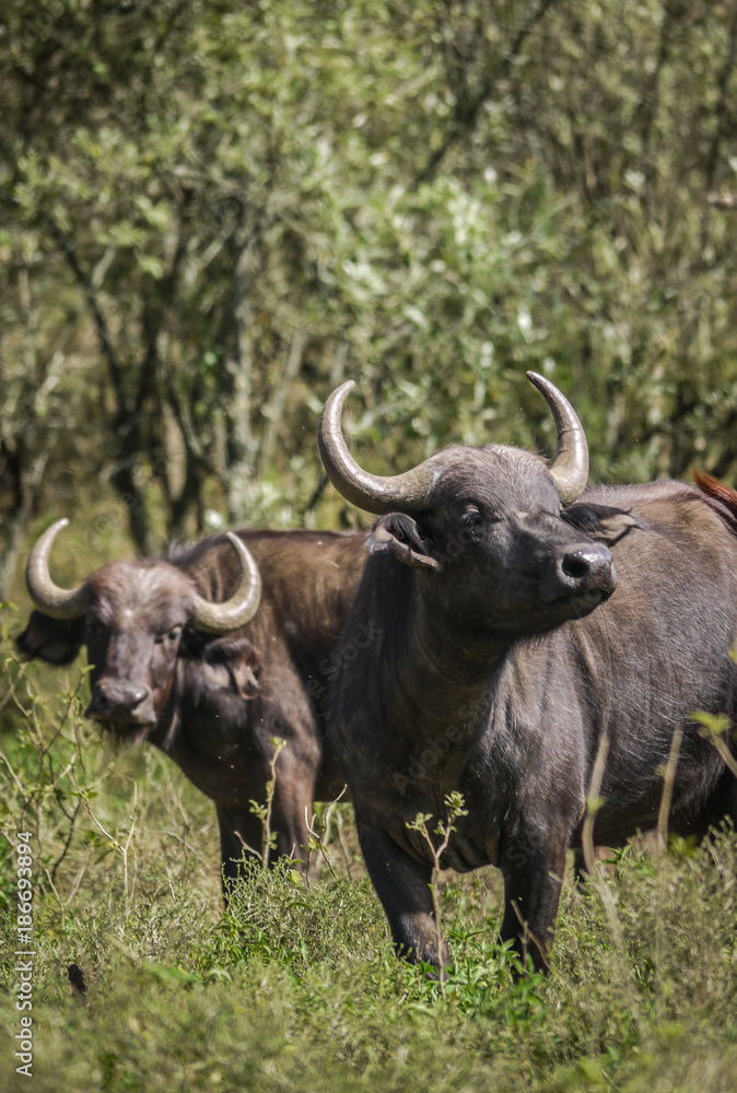 Buffalo at Hells Gate in Kenya