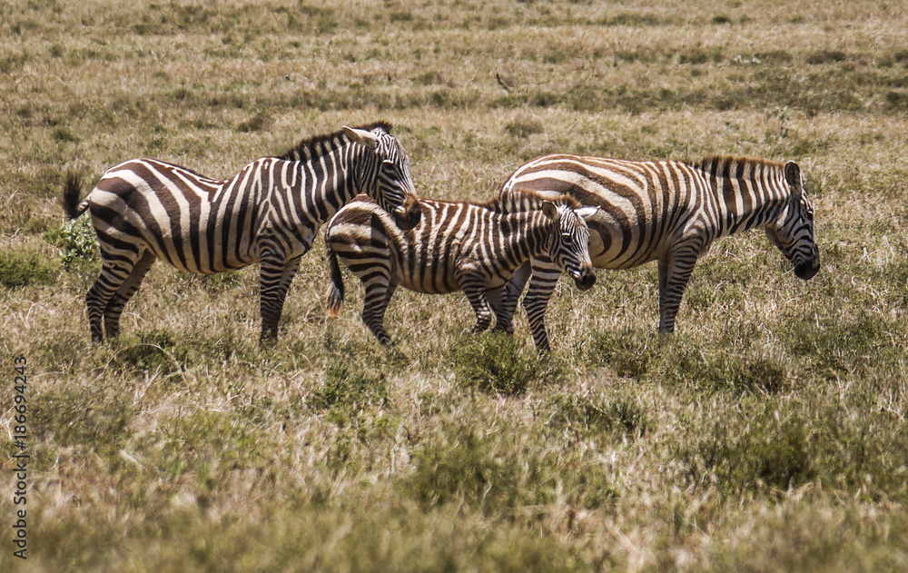 Zebras in Hells Gate National Park Kenya Zebras in Hells Gate National Park Kenya