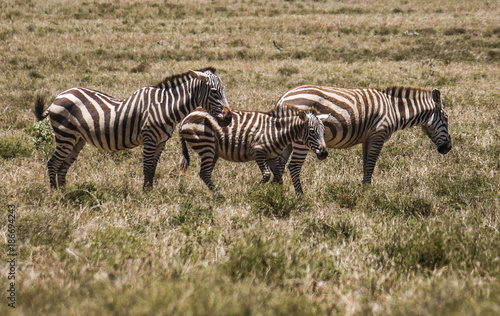 Zebras in Hells Gate National Park Kenya
