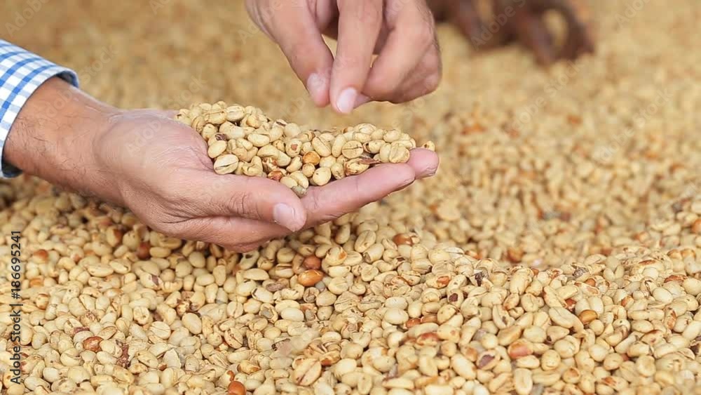 man picks up and drops dried coffee beans into a tray man picks up and drops dried coffee beans into a tray