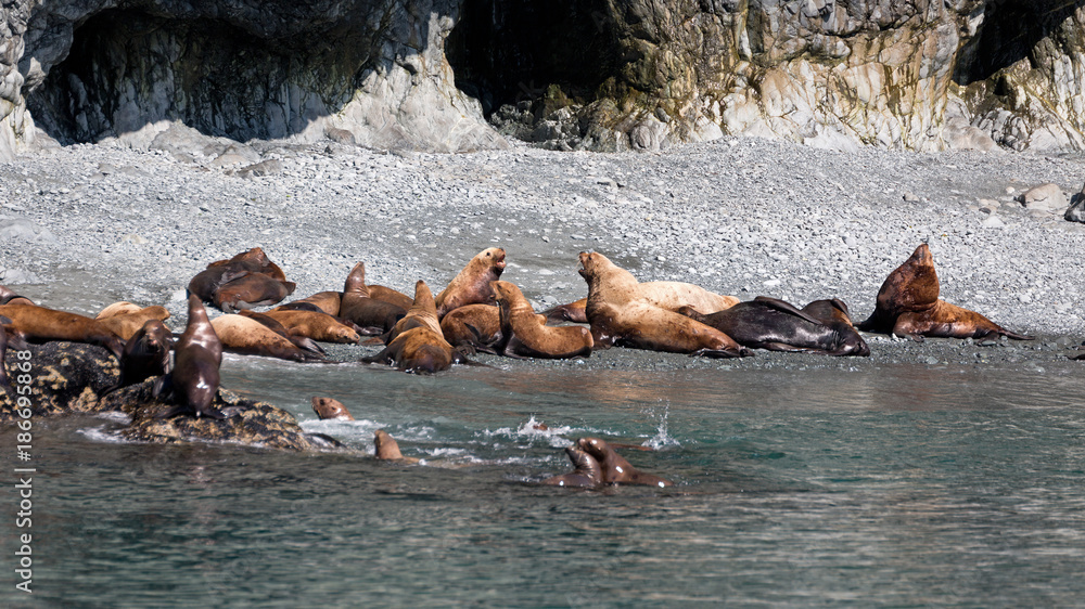 Fototapeta premium Seelöwen