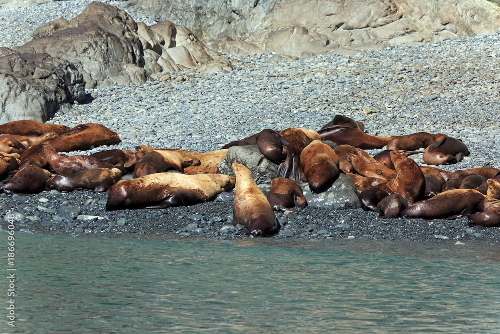 Fototapeta premium Seelöwen