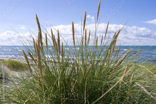 Laesoe / Denmark: View through beach oats across the beach to the Kattegat sea