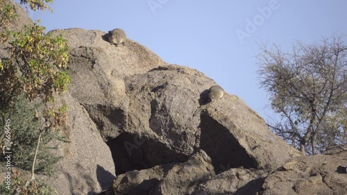Two rock dassie resting on a boulder