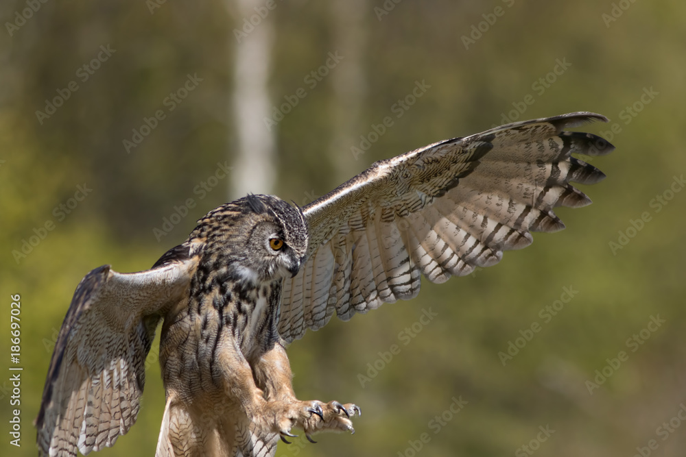 Fototapeta premium Bird of prey attacking prey. European Eagle Owl hunting.