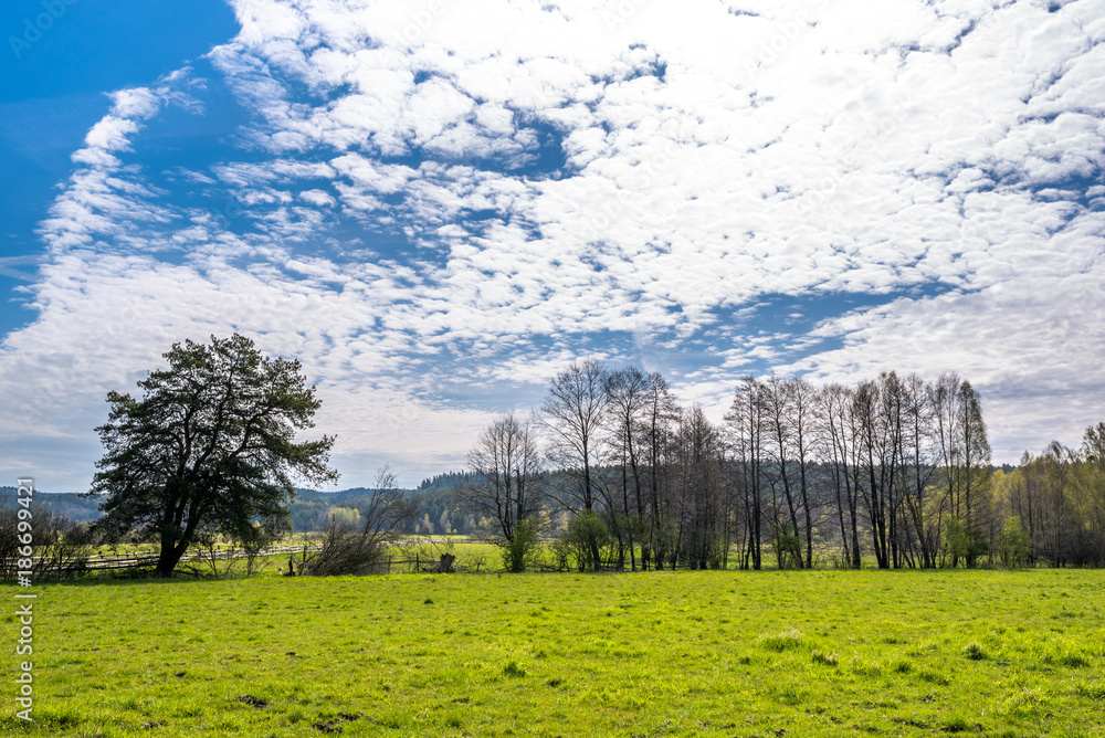 Trees on grass field, green spring landscape and sky in sunny day