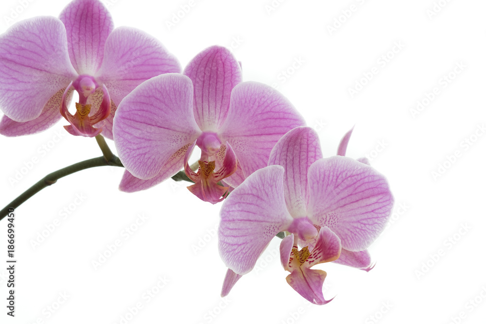 Pink Phalaenopsis orchids on white background Pink Phalaenopsis orchids on white background