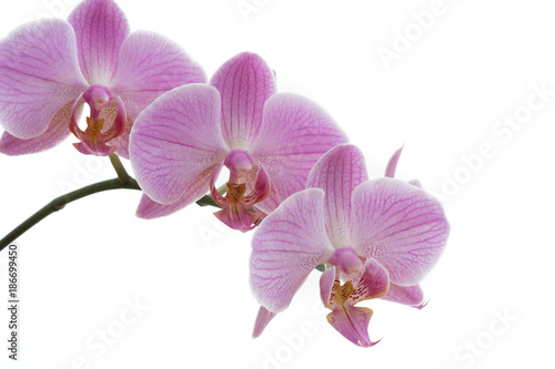 Pink Phalaenopsis orchids on white background © Linda