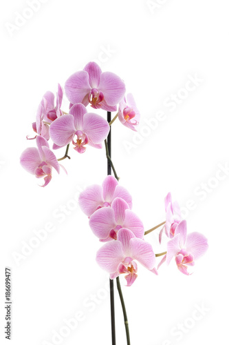 Phalaenopsis orchids on white background
