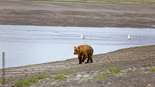 Grizzlybär am Ufer photo