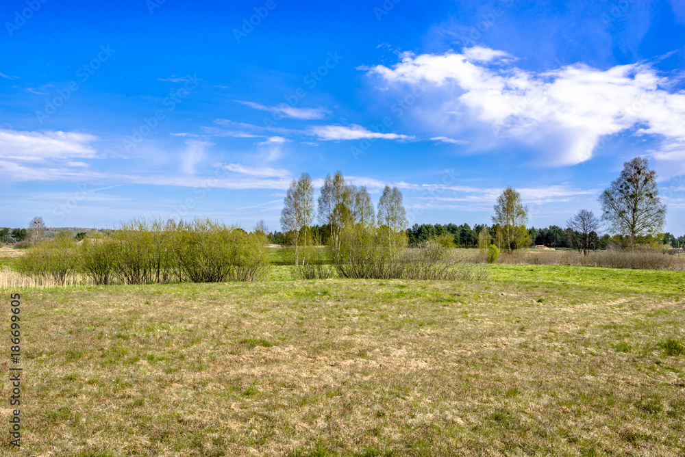 Grass field, green spring landscape of grassland and blue sky