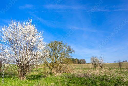 Blossoming tree on field  spring landscape of farm land and blue