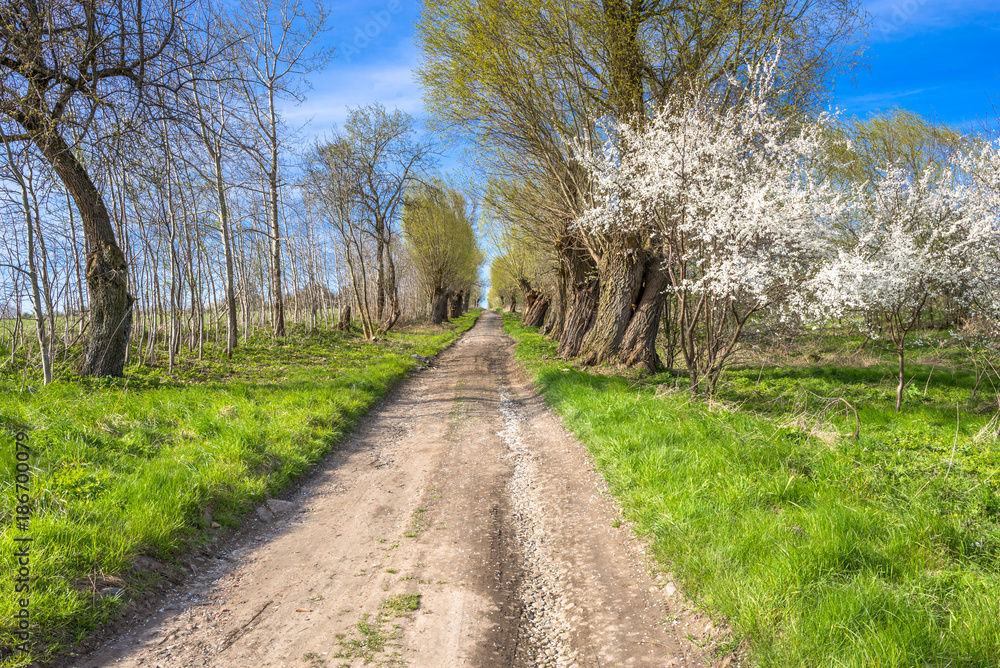 Blooming tree with white blossoms, spring landscape with rural road