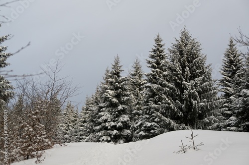 Nature under the snow during winter. Slovakia © Valeria