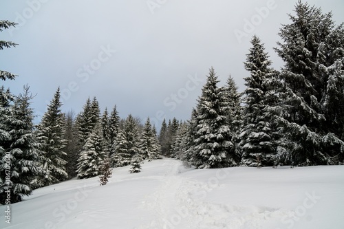 Nature under the snow during winter. Slovakia © Valeria