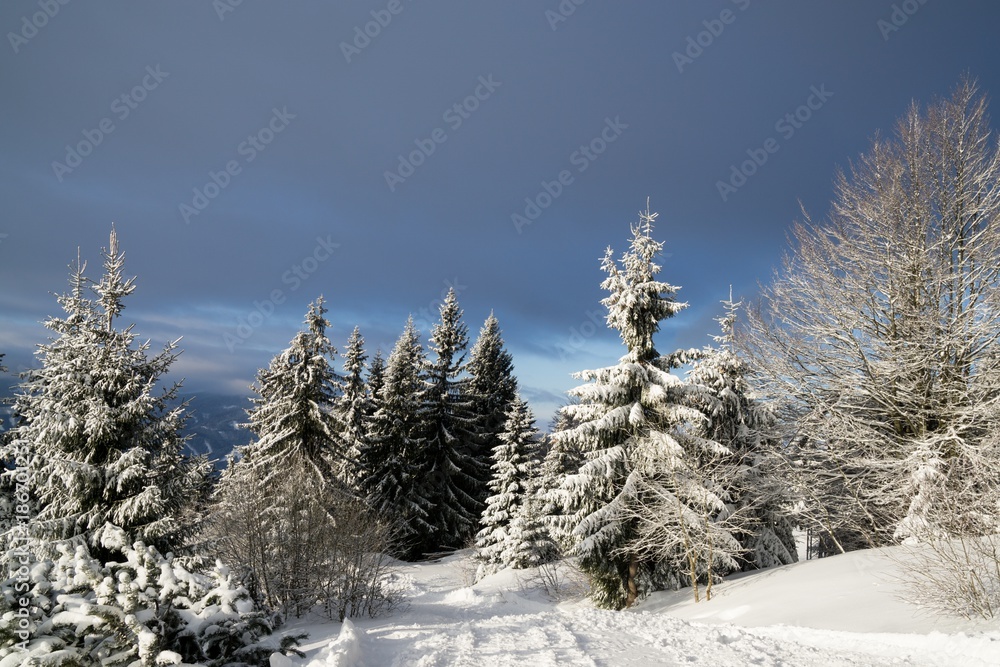 Nature under the snow during winter. Slovakia Nature under the snow during winter. Slovakia