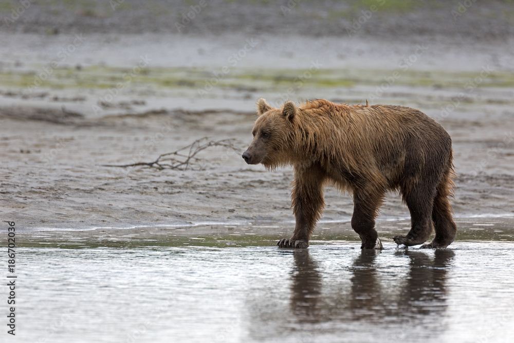 Grizzlybär am Ufer Grizzlybär am Ufer
