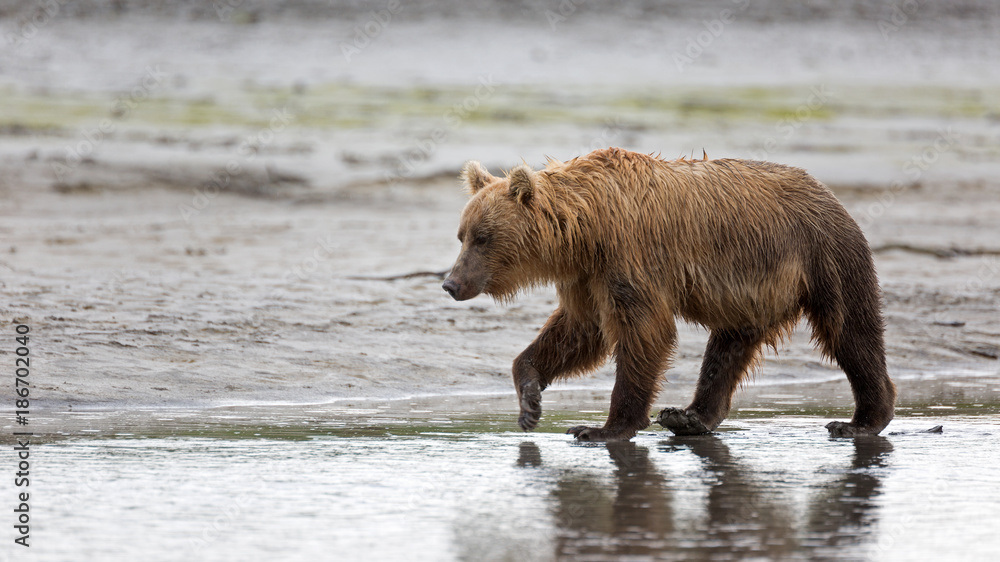 Grizzlybär am Ufer Grizzlybär am Ufer