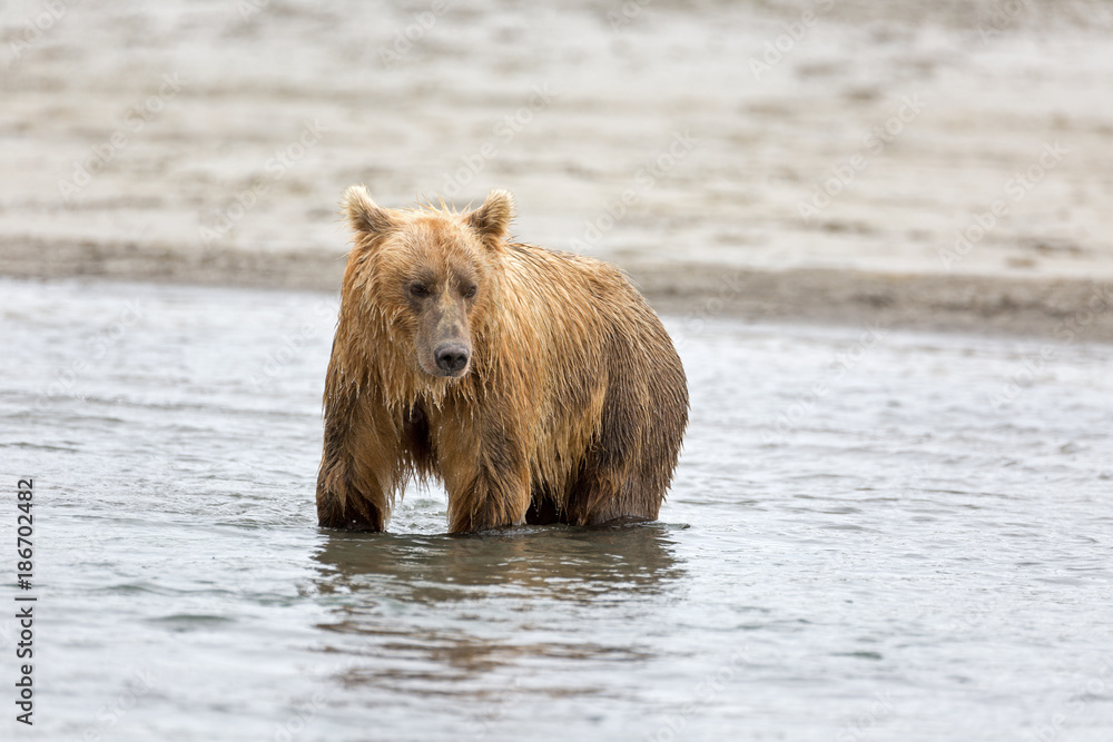 Grizzlybär beim Lachsfang Grizzlybär beim Lachsfang