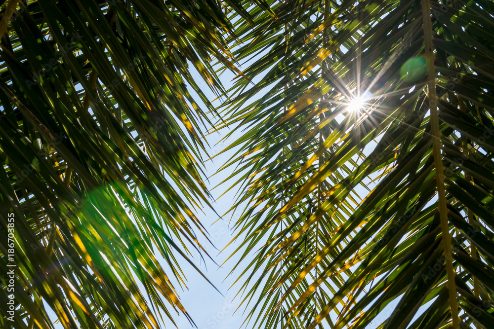 Sun shining through palm tree leaves. Under green palm leaves with sunbeam and flare light. Sun shining through palm tree leaves. Under green palm leaves with sunbeam and flare light.