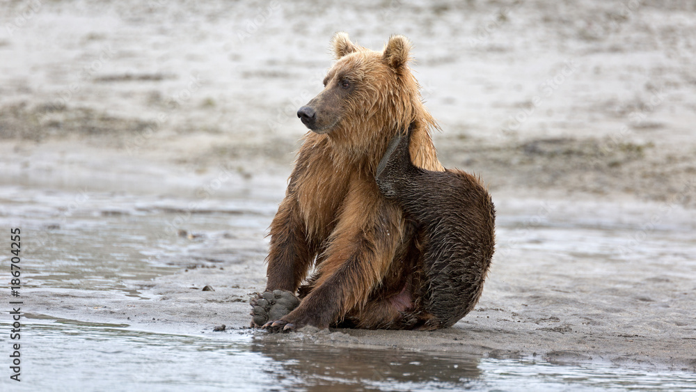 Grizzlybär am Ufer Grizzlybär am Ufer