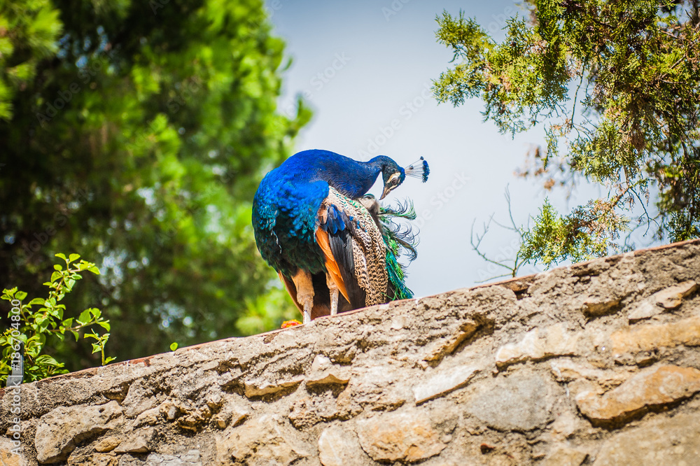 Beautiful peacock on the wall, Portugal, Lisbon