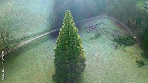 Aerial: Drone flying over Sequoia 