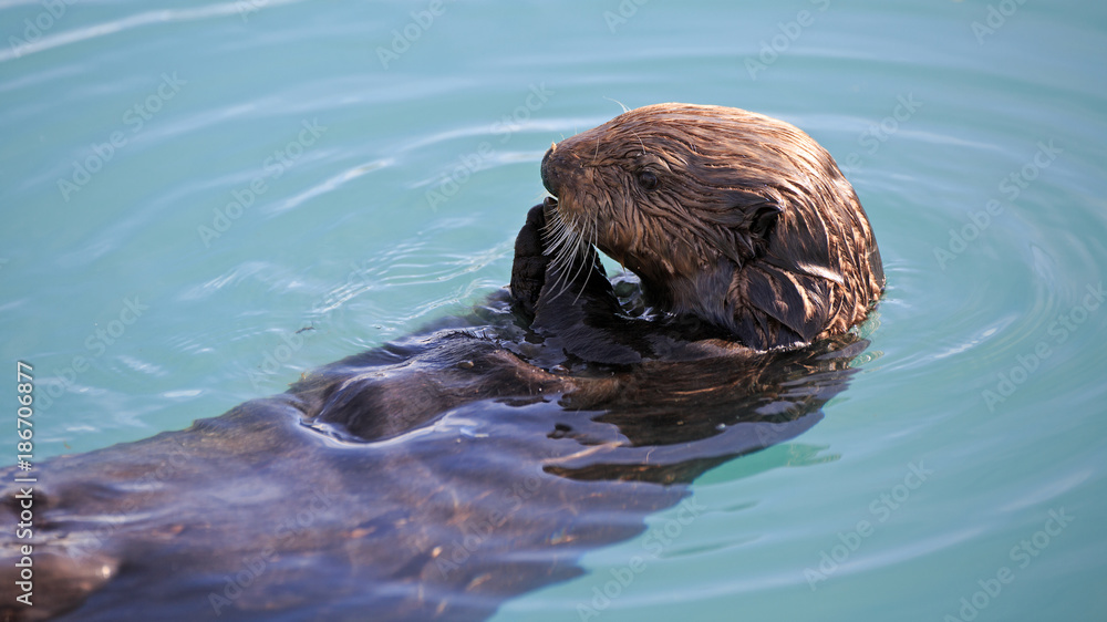 Fototapeta premium Seeotter