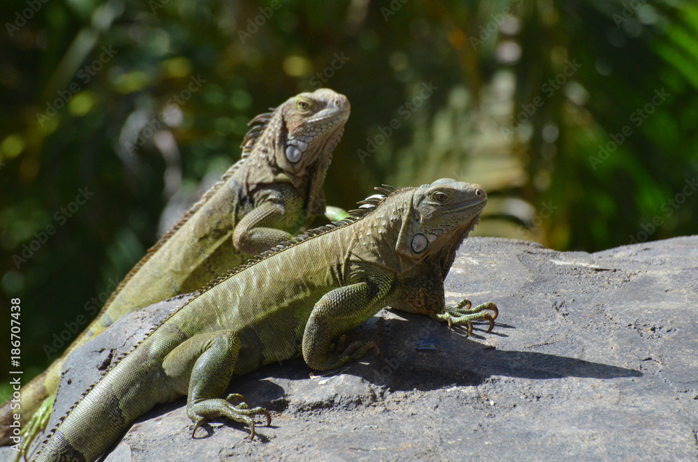 Obraz premium Pair of Green Iguanas With Long Talons