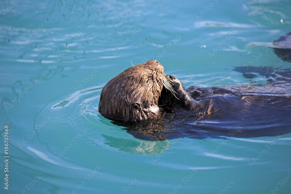 Fototapeta premium Seeotter