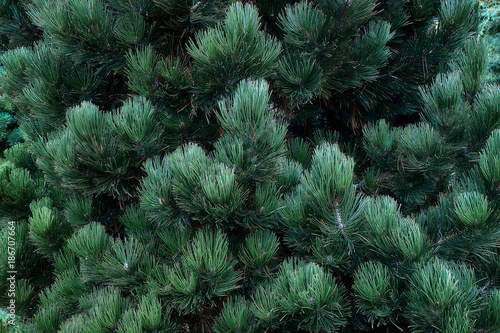 Green pine tree brances background close-up view. photo