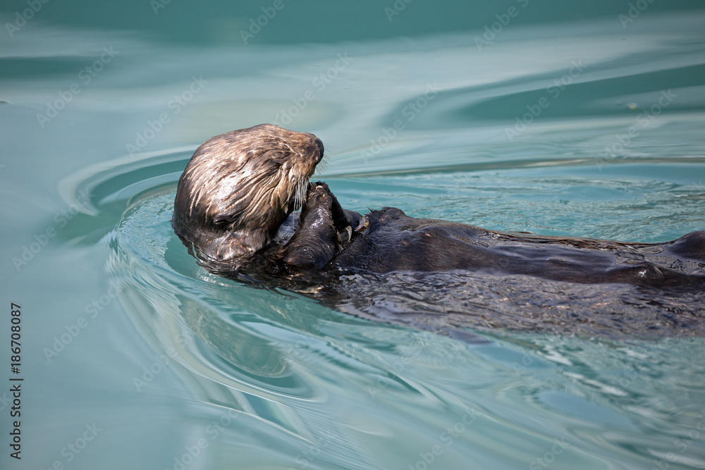 Fototapeta premium Seeotter