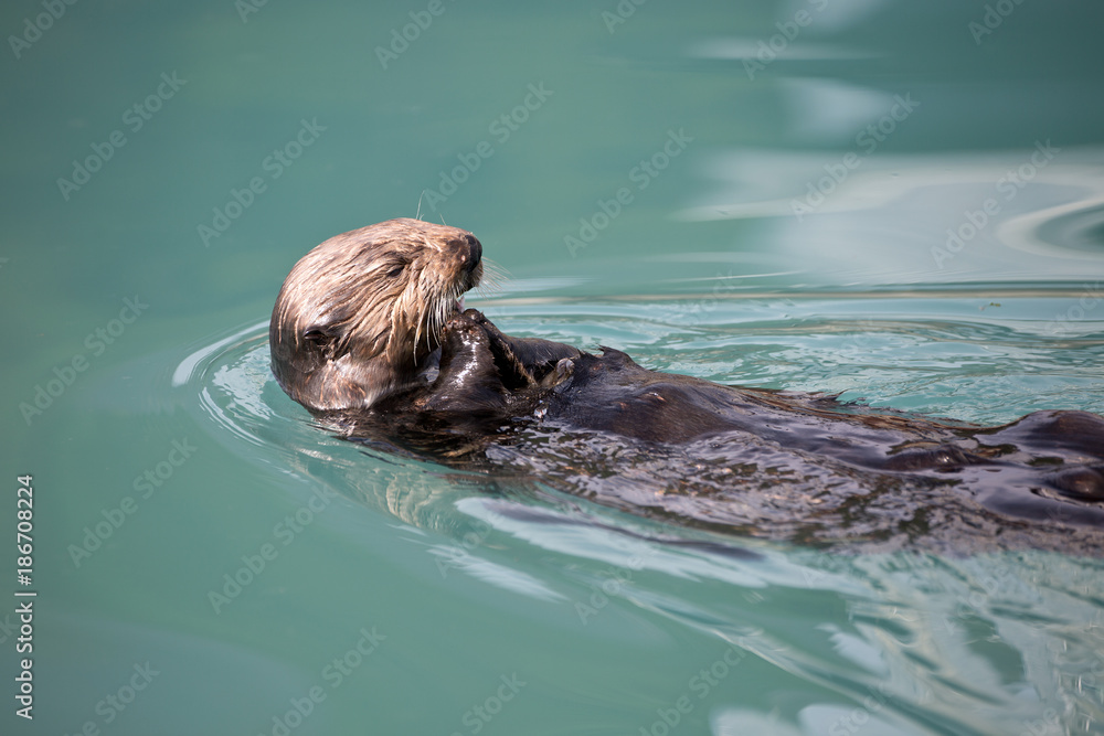 Fototapeta premium Seeotter