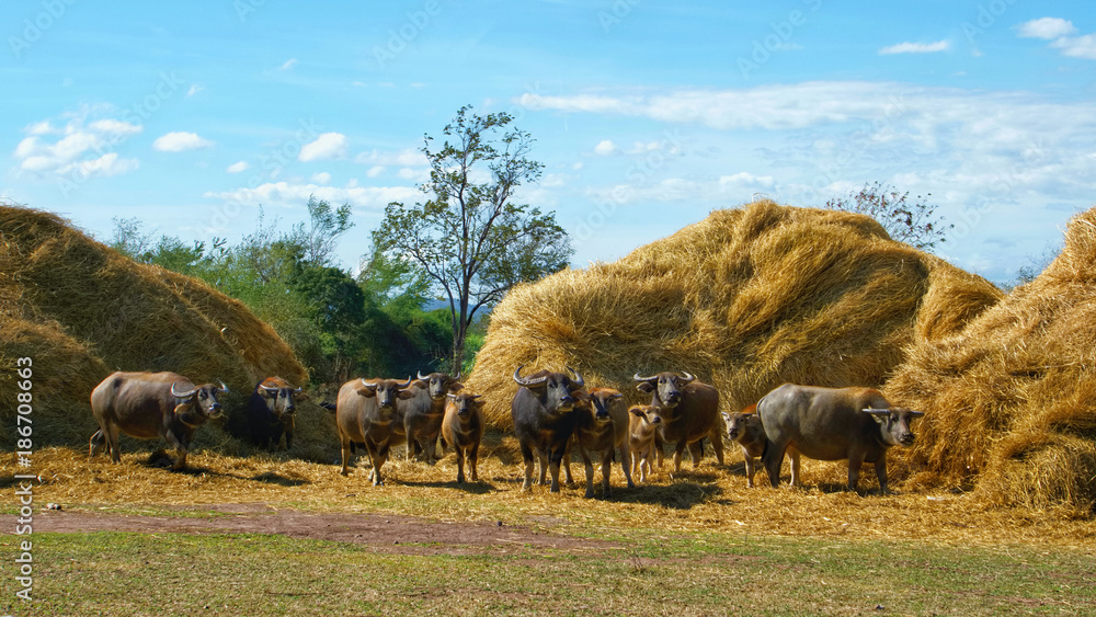 A group of Buffalo eating dry stack straw. Asian buffalo and a dry straw and cloud on the sky in background
