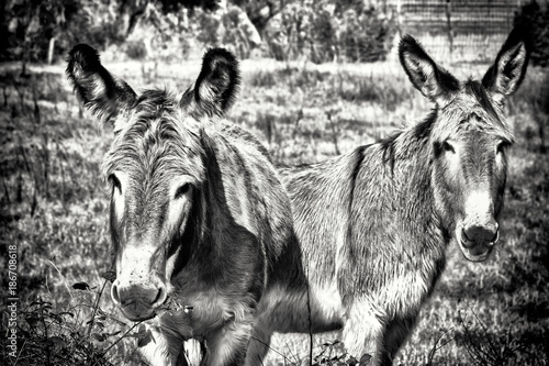 Donkeys eating 4 © mr_reverend