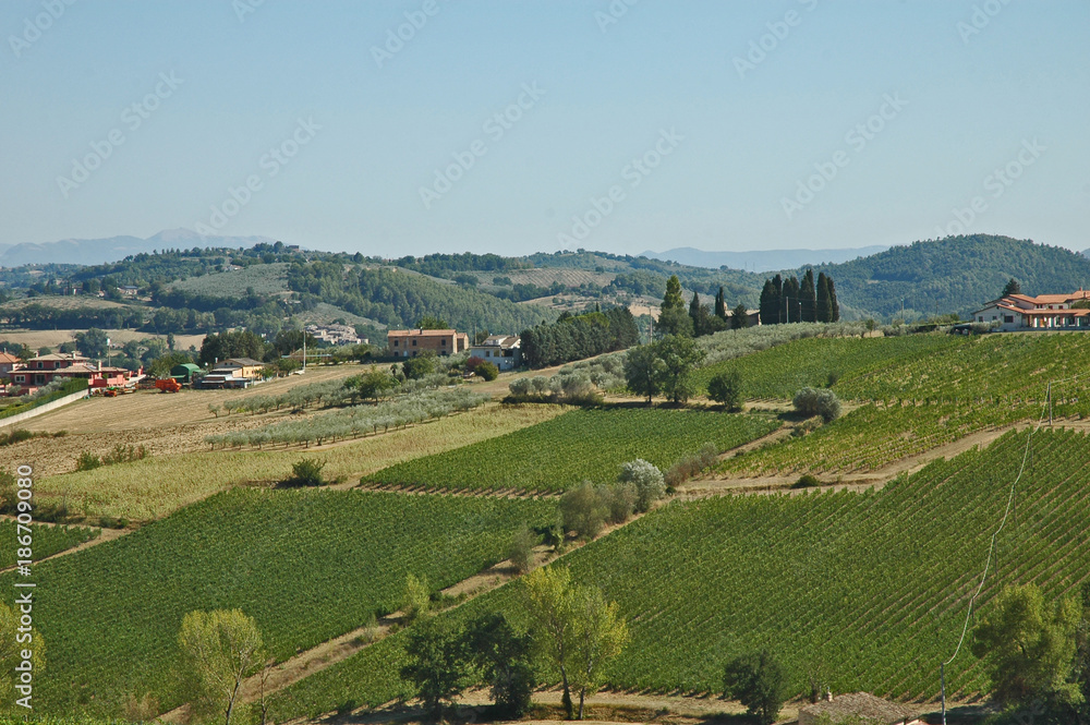 Umbria: Colline, uliveti e vigneti  fra Montefalco ed Assisi