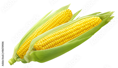 Double sweet corn ears isolated on white background