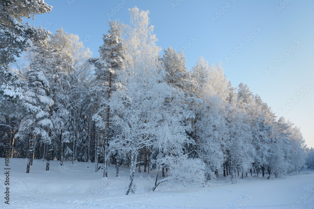 winter forest frosty sunny day winter forest frosty sunny day