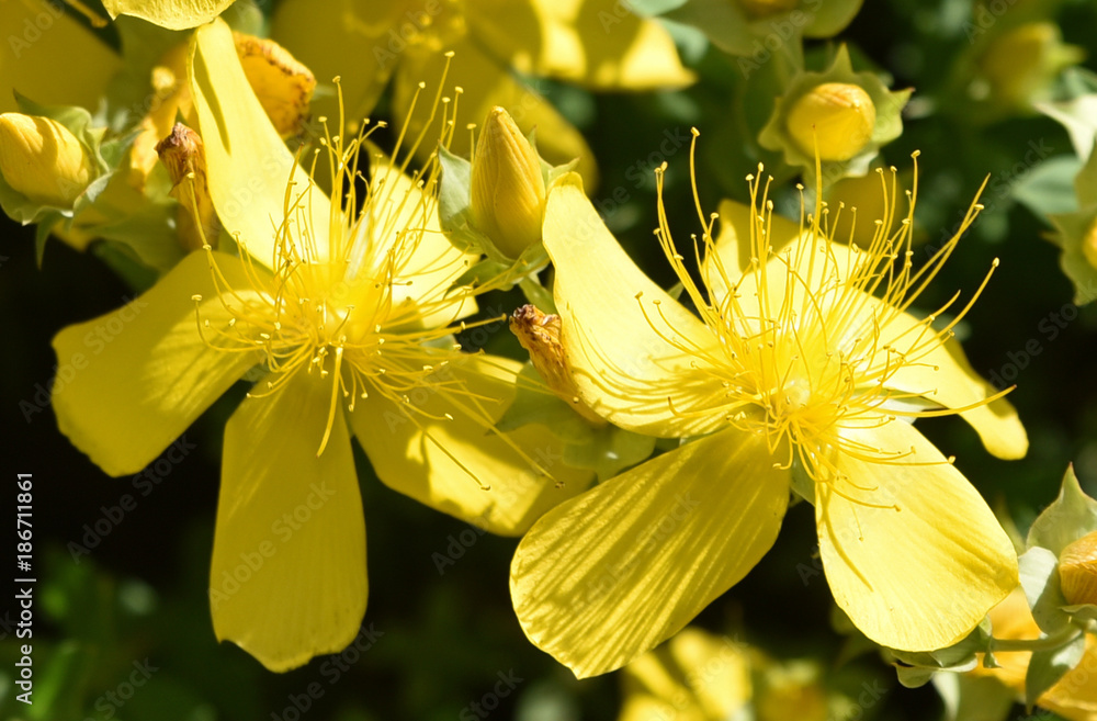 Millepeertuis jaune au printemps au jardin Millepeertuis jaune au printemps au jardin