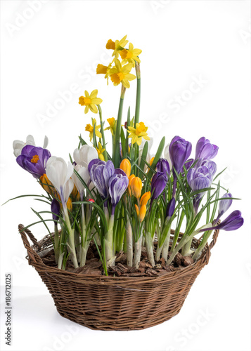 Basket with spring flowers isolated on white background. Wicker basket with crocuses and daffodils.
